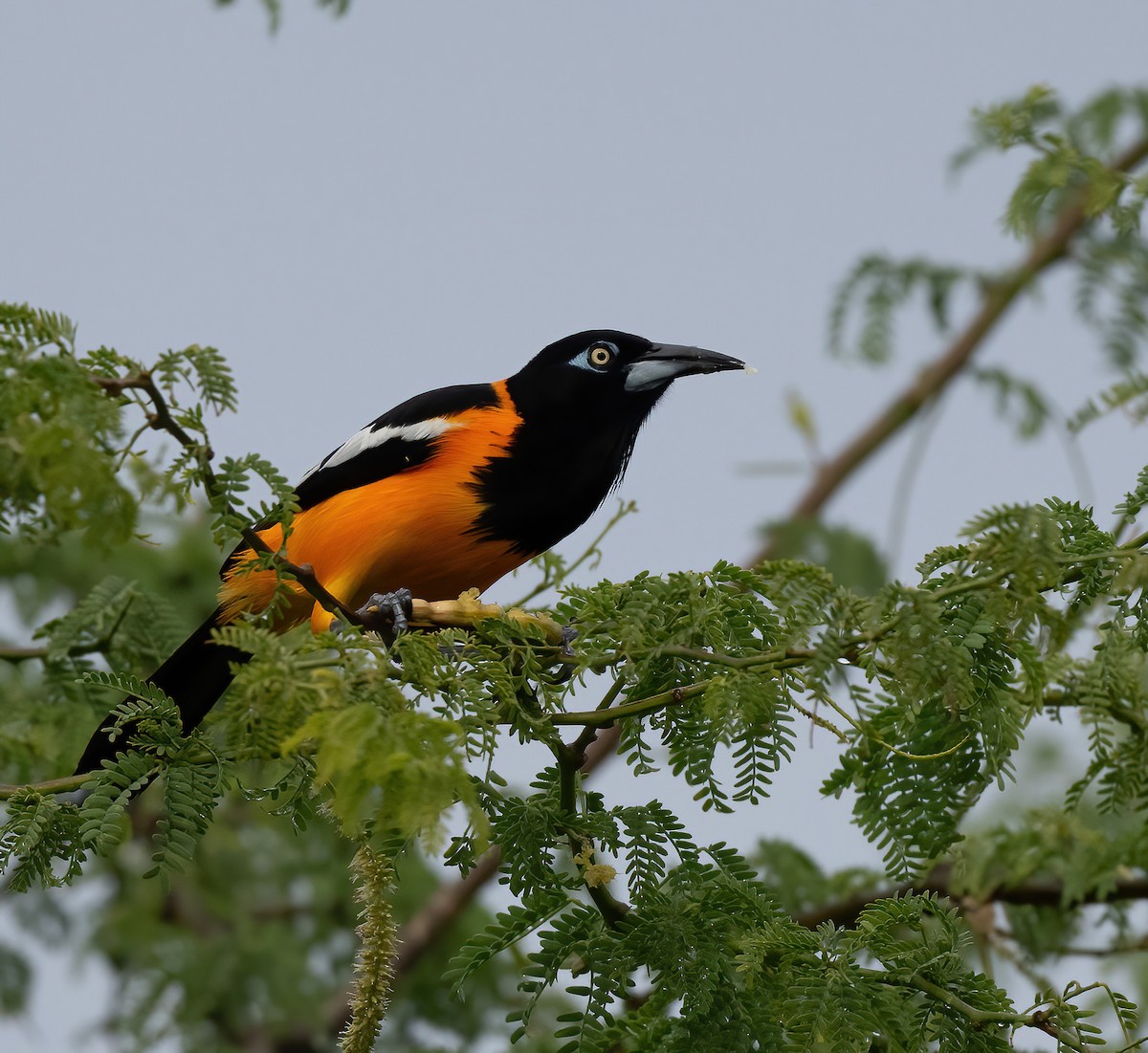 Venezuelan Troupial - ML615466669