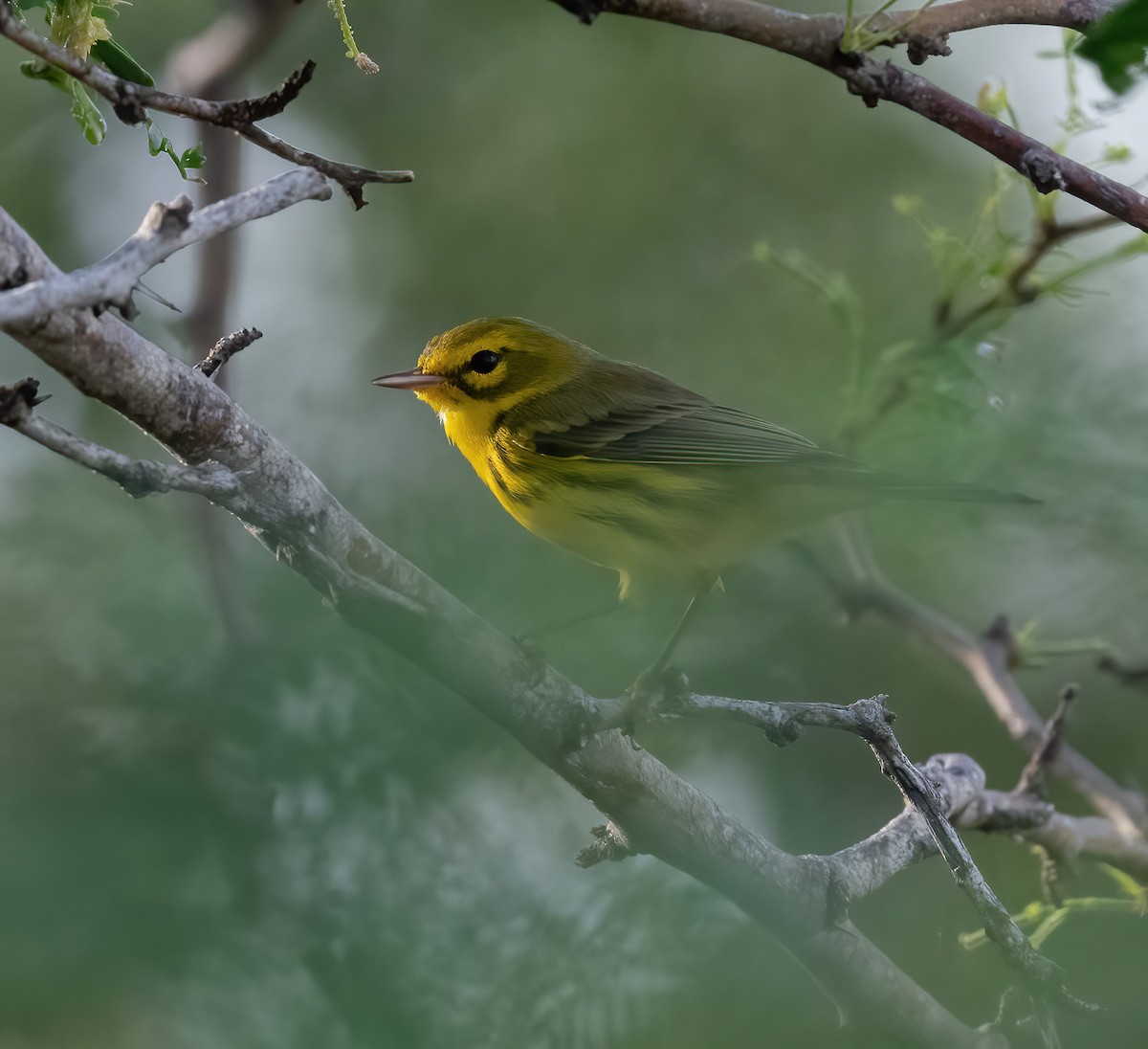 Prairie Warbler - ML615466690