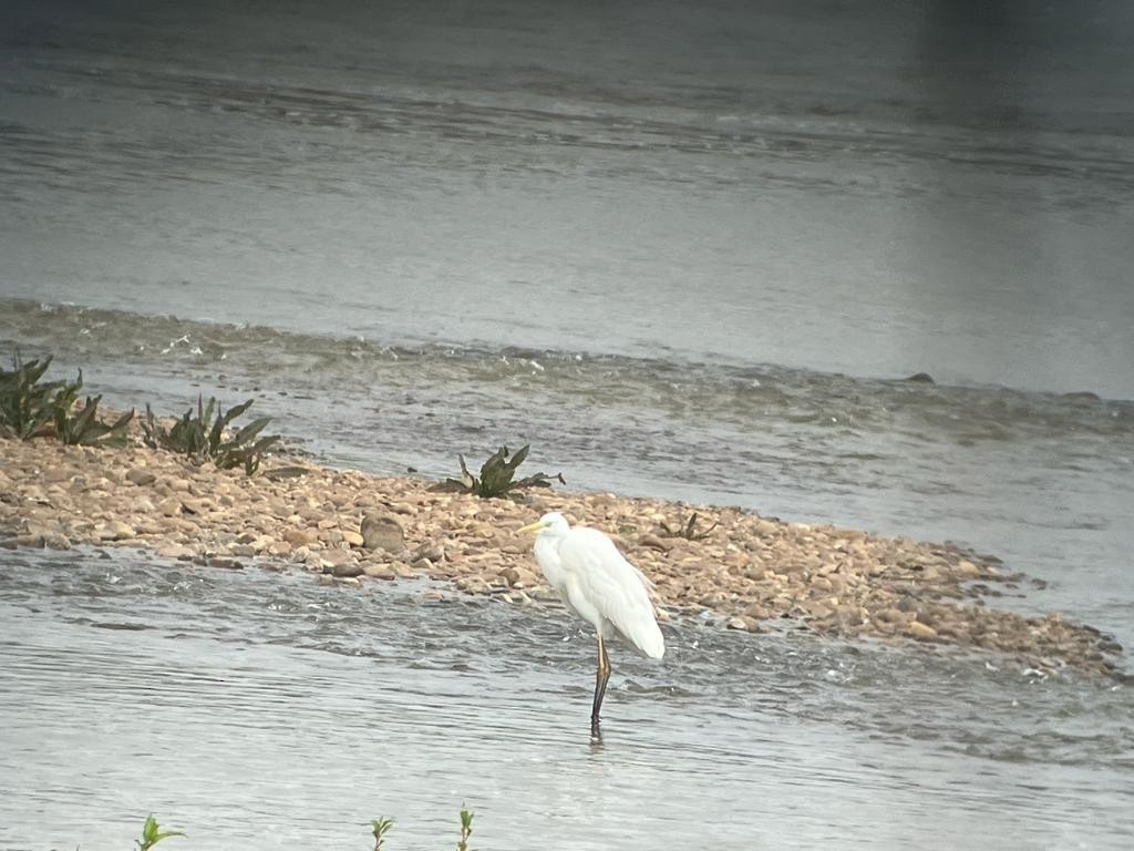 Great Egret - Lorenzo Alcántara Cáceres