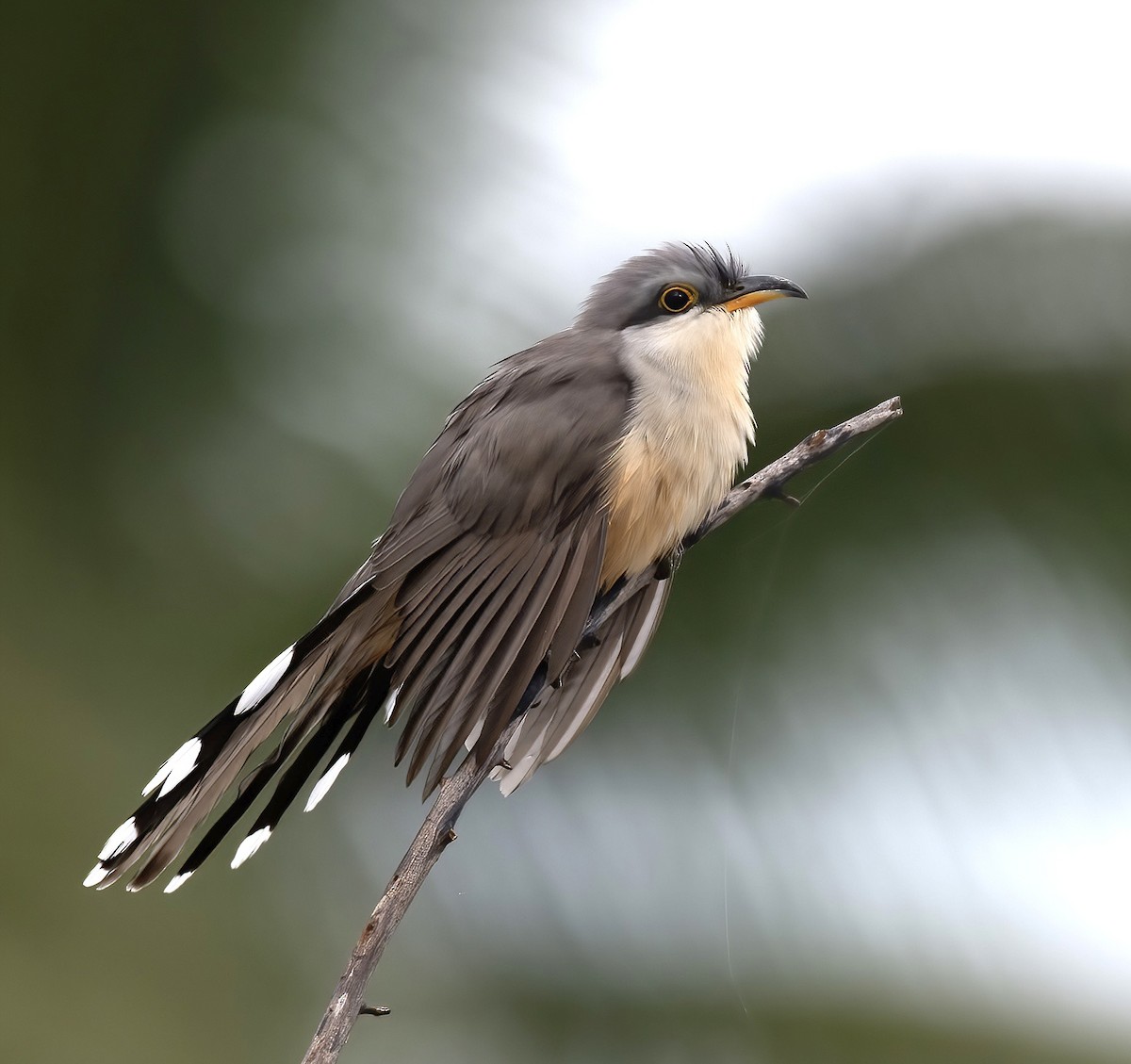 Mangrove Cuckoo - ML615466781
