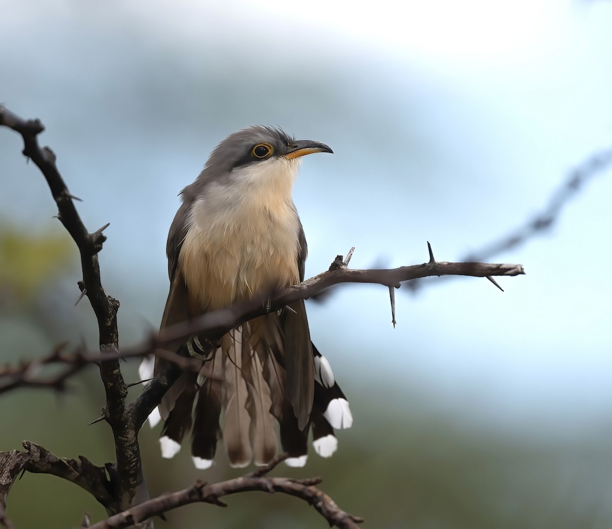 Mangrovekuckuck - ML615466782