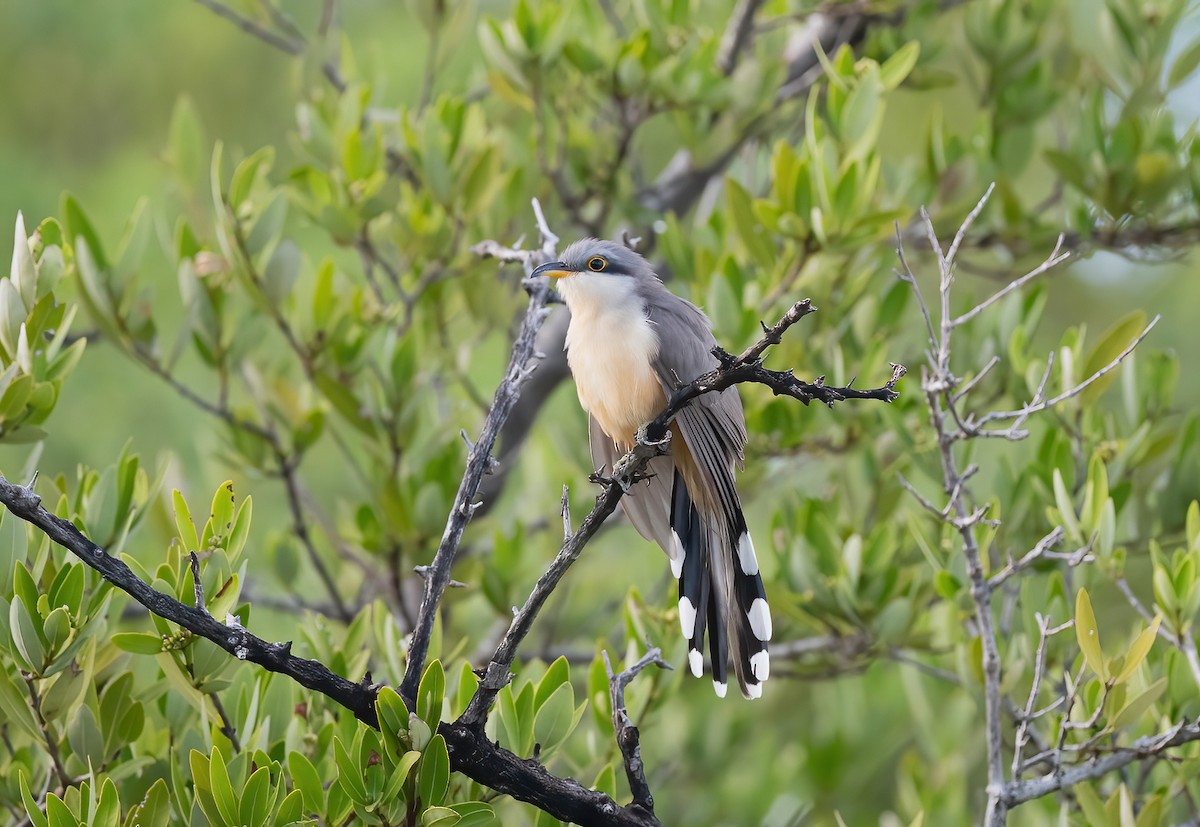 Mangrove Cuckoo - ML615466783