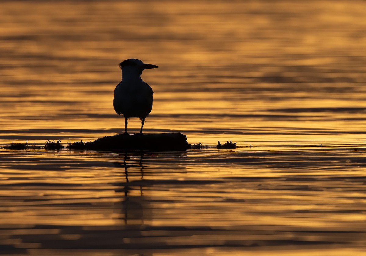 Royal Tern - ML615466814