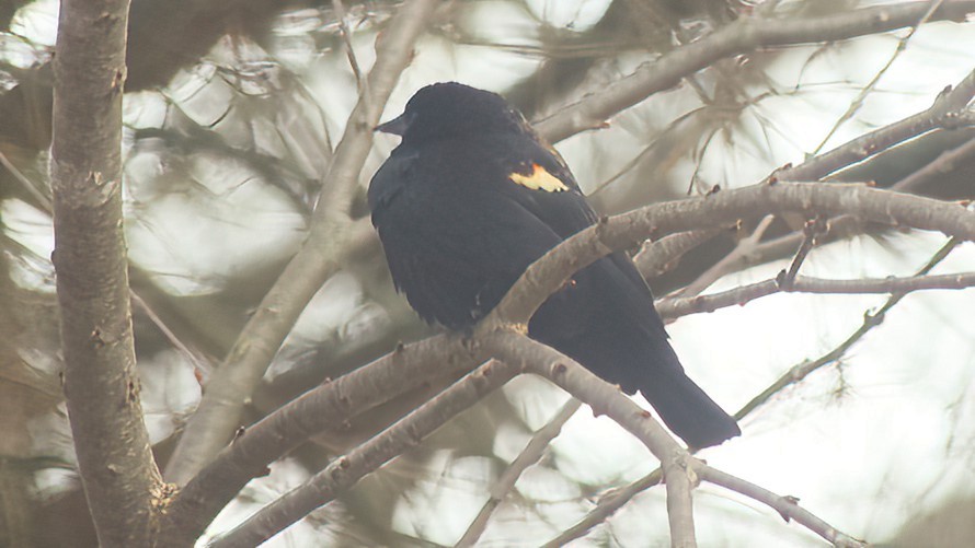 Red-winged Blackbird - ML615466851