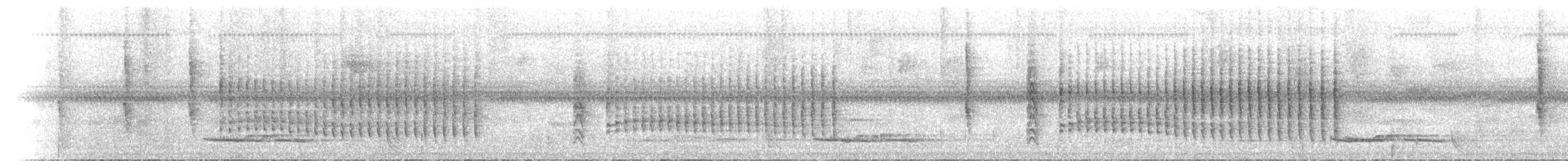 Schwarzschwanz-Degenschnäbler - ML615466855