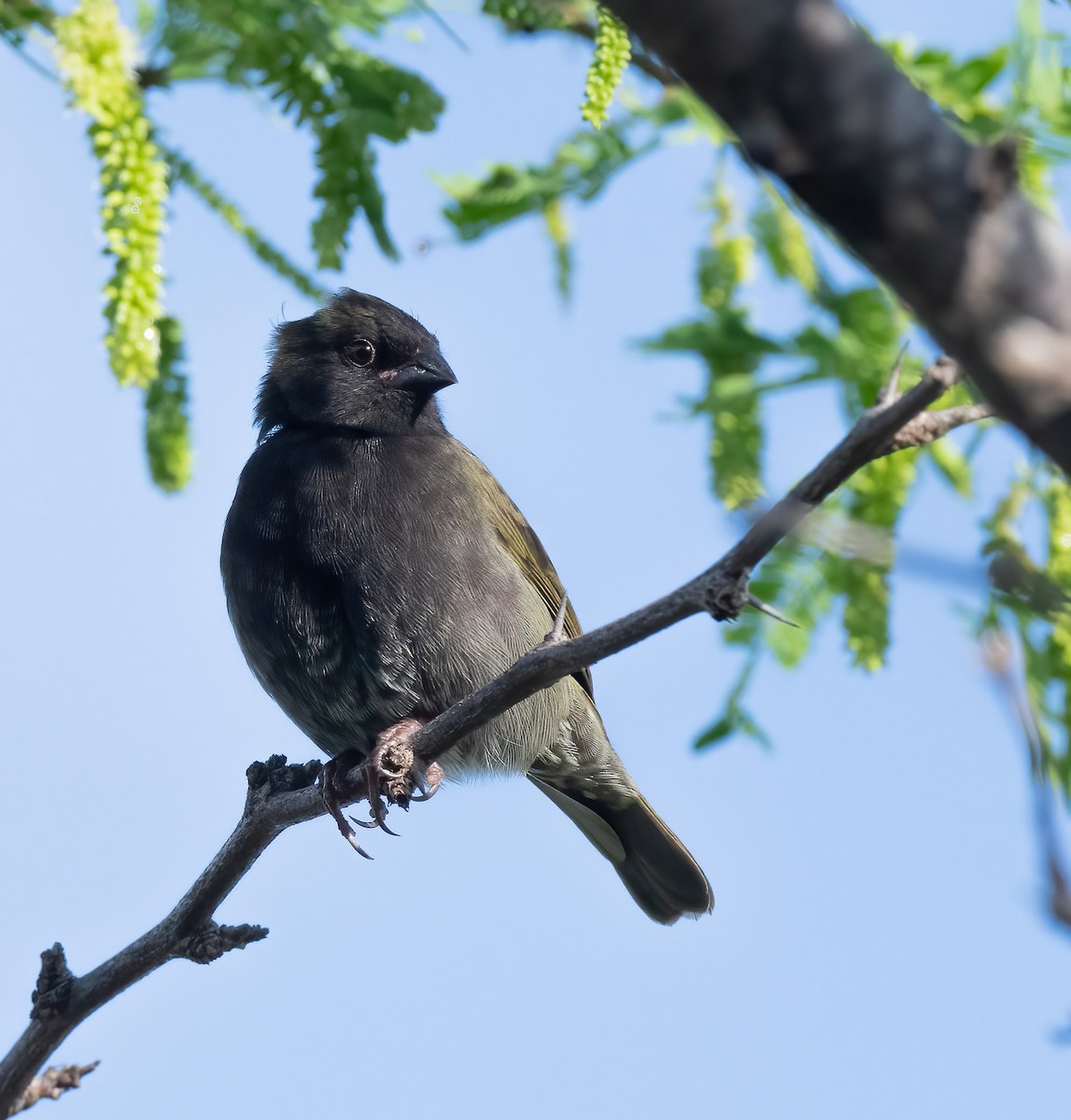 Black-faced Grassquit - ML615466861