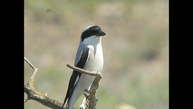 Сорокопуд чорнолобий - ML615466947