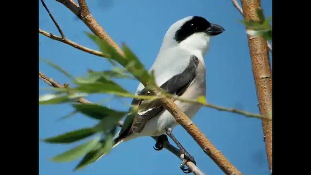 Сорокопуд чорнолобий - ML615466956