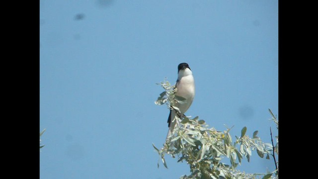 Сорокопуд чорнолобий - ML615466957