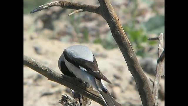 Сорокопуд чорнолобий - ML615466967