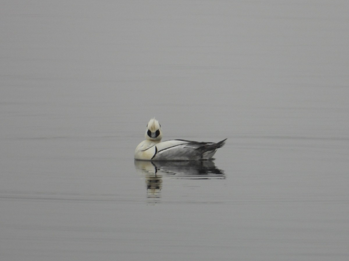 Smew - ML615466972