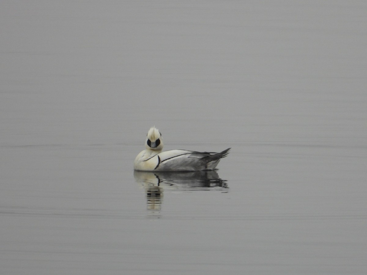 Smew - ML615466973