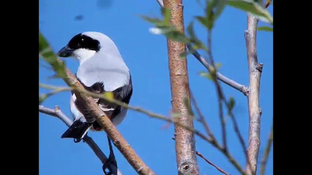 Сорокопуд чорнолобий - ML615466978