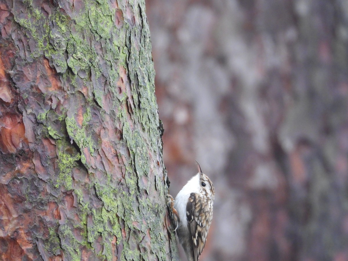 Eurasian Treecreeper - ML615467006