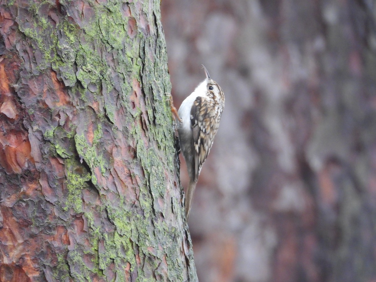 Eurasian Treecreeper - ML615467007