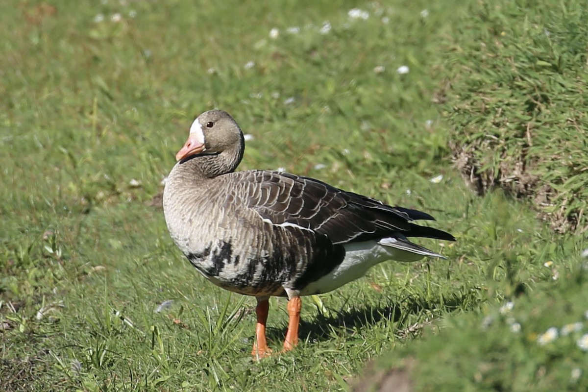 Greater White-fronted Goose - ML615467027