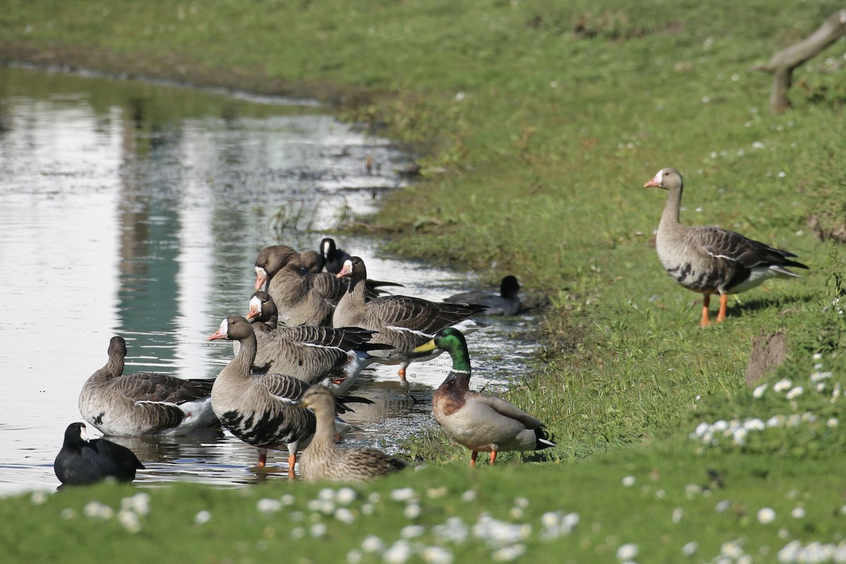 Greater White-fronted Goose - ML615467050