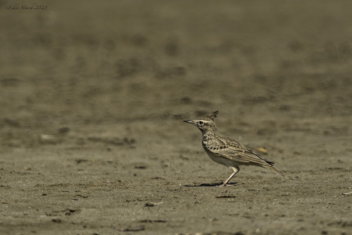 Crested Lark - Eddie Marsh