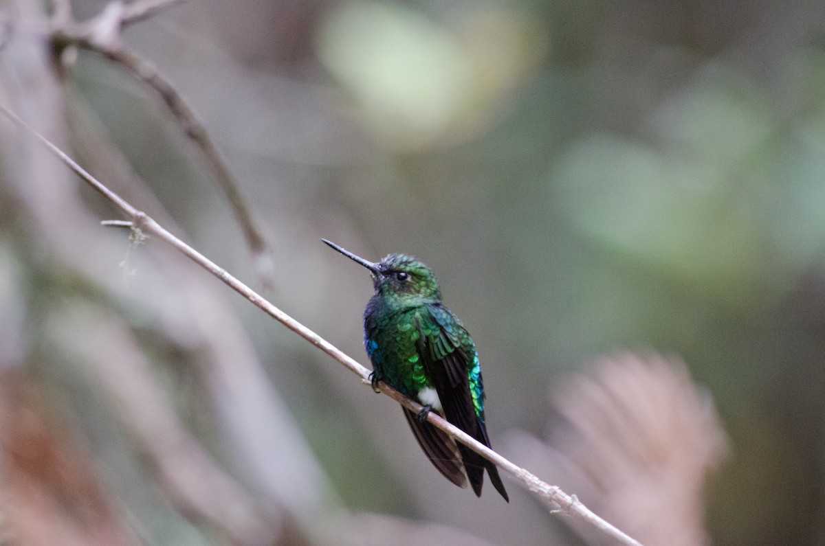 Glowing Puffleg - ML615467122