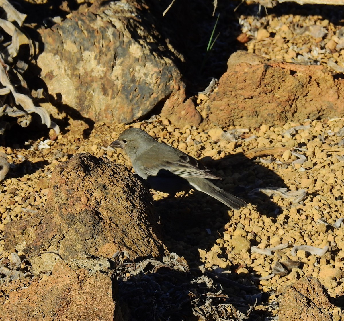 Tenerife Blue Chaffinch - ML615467237