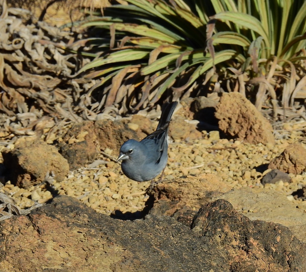 Tenerife Blue Chaffinch - ML615467239