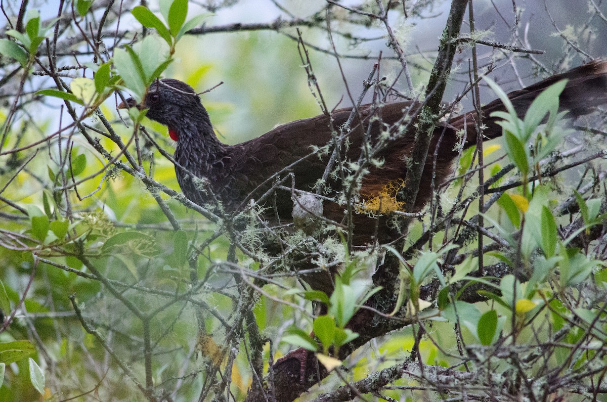 Andean Guan - ML615467246