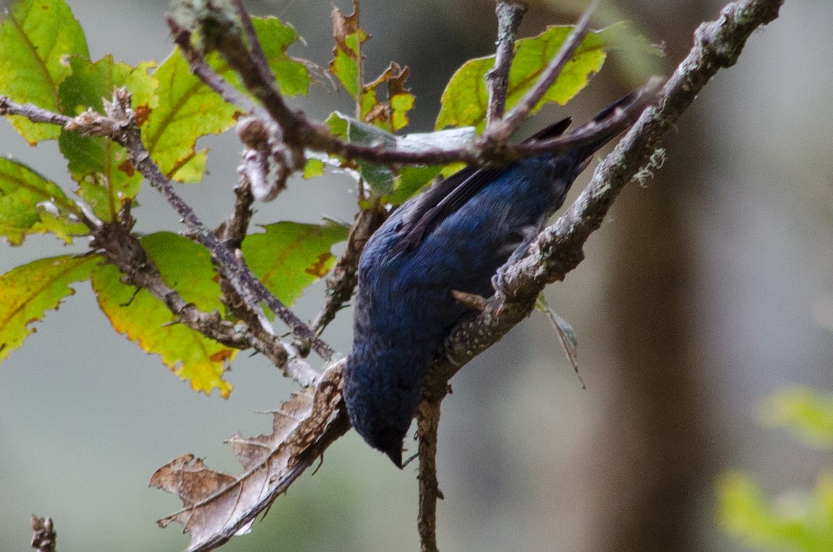 Blue-and-black Tanager - ML615467259