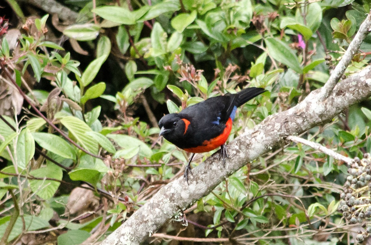 Scarlet-bellied Mountain Tanager - ML615467283