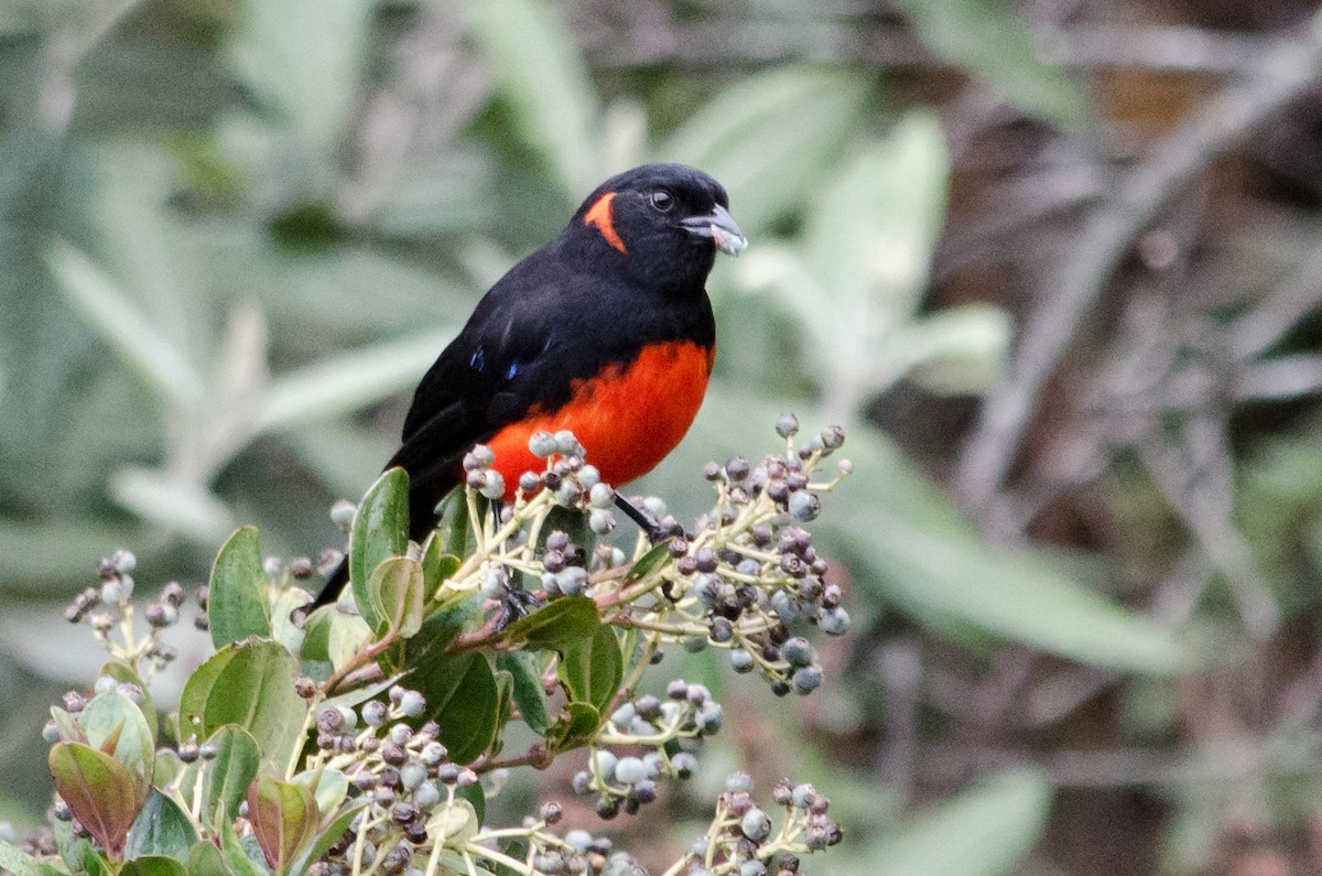 Scarlet-bellied Mountain Tanager - ML615467286