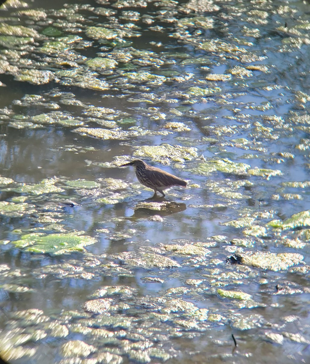 Indian Pond-Heron - ML615467330