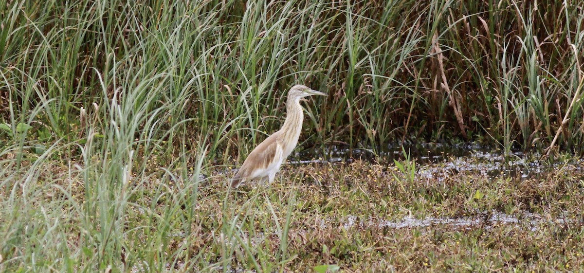 Squacco Heron - ML615467339