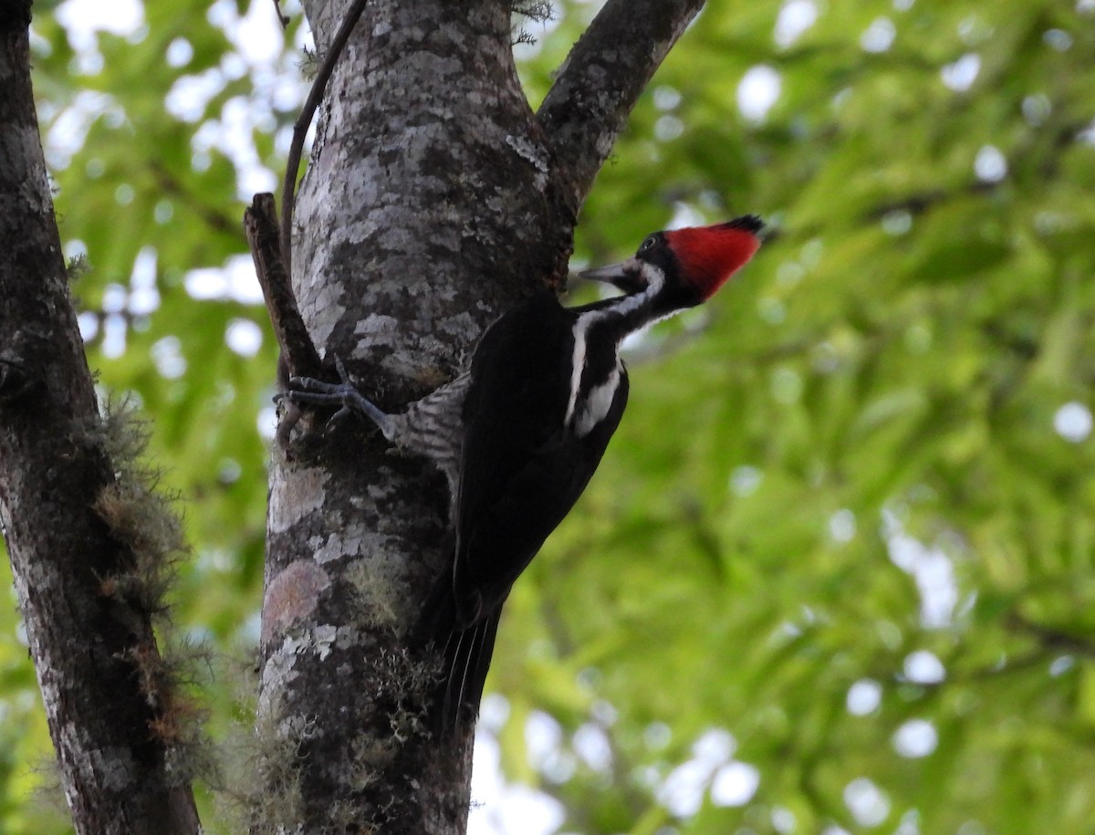 Lineated Woodpecker - ML615467427