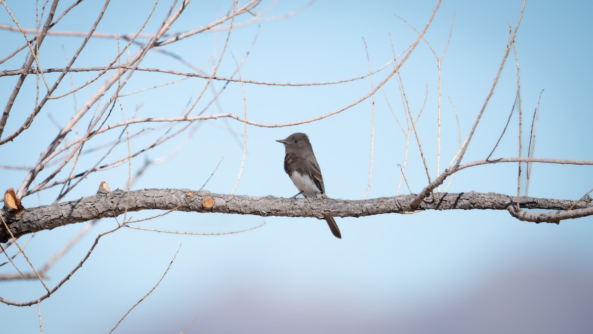 Black Phoebe - ML615467464