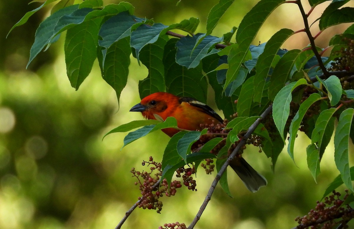 Flame-colored Tanager - ML615467500