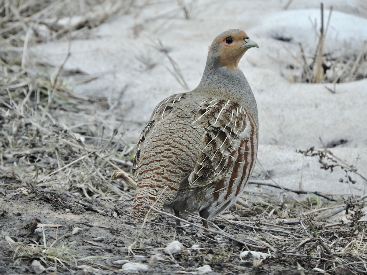 Gray Partridge - ML615467519