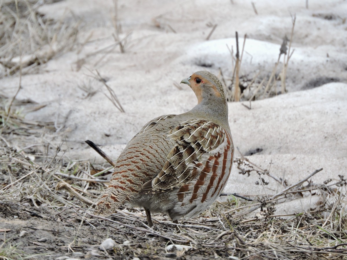 Gray Partridge - ML615467520