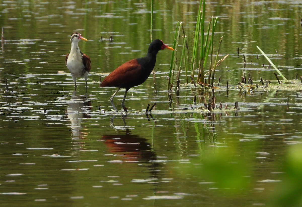 Wattled Jacana - ML615467576