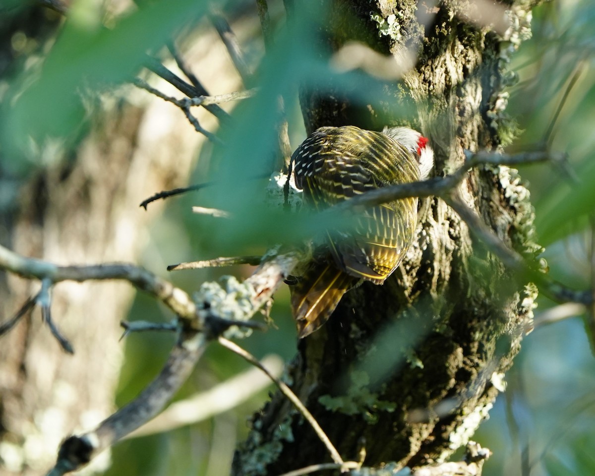 Golden-tailed Woodpecker - ML615467598