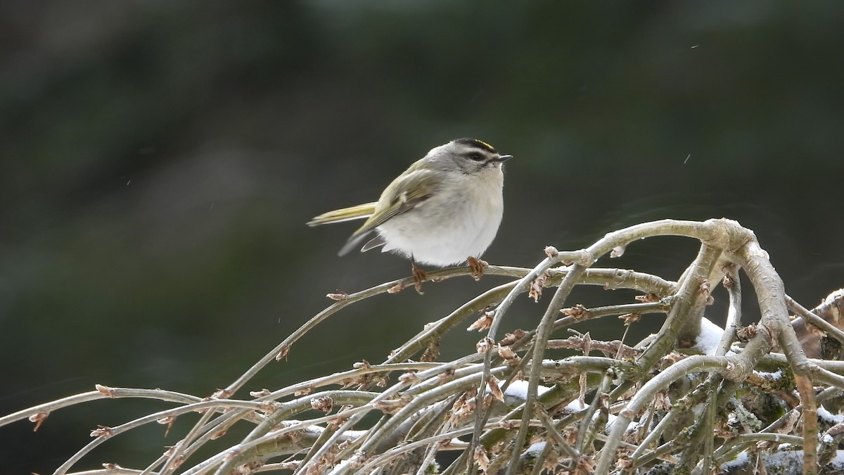 Golden-crowned Kinglet - Denis Provencher COHL