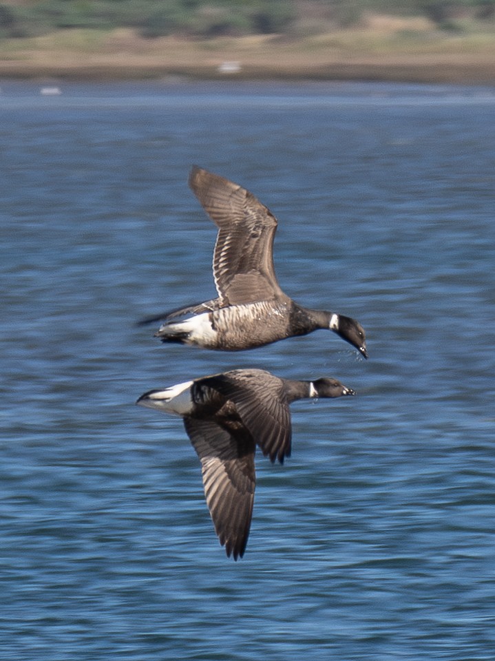 Brant - ML615467615