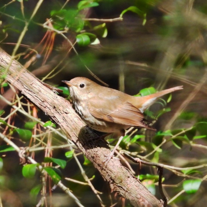 Hermit Thrush - ML615467625