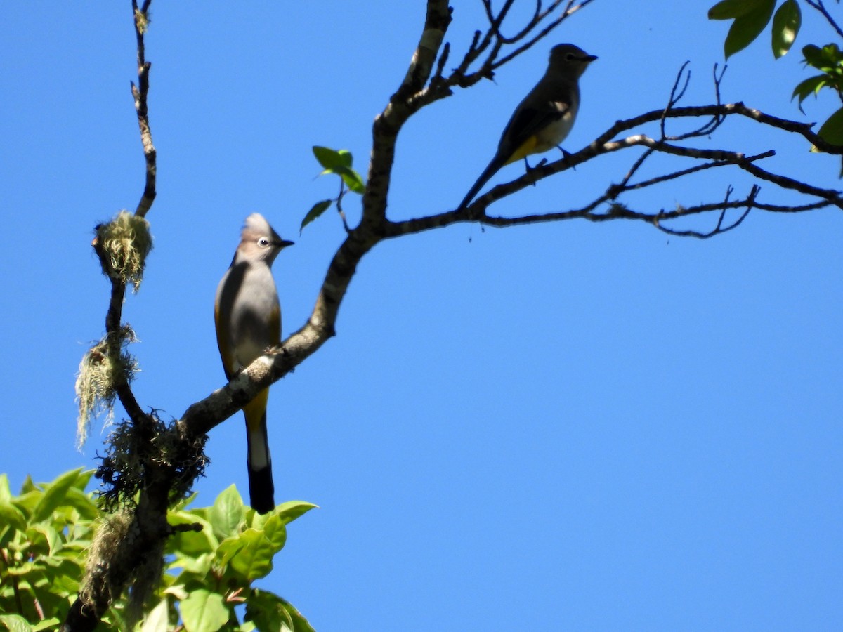 Gray Silky-flycatcher - ML615467751