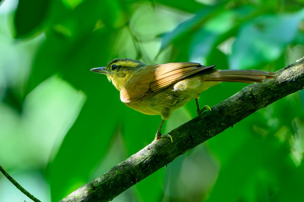 Ochre-breasted Foliage-gleaner - ML615467769