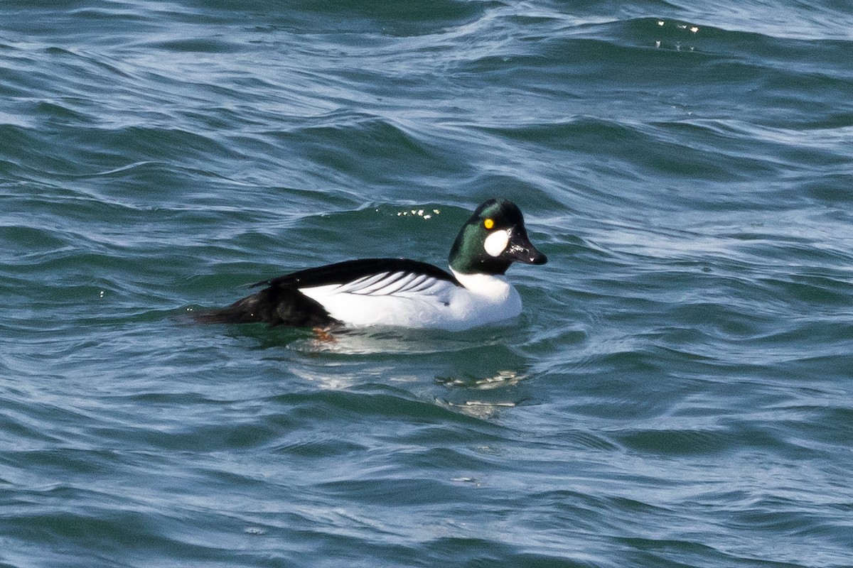 Common Goldeneye - ML615467837