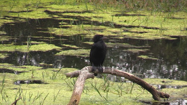 Cormorán de Java - ML615467872