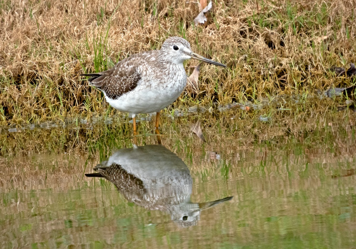 Greater Yellowlegs - ML615467881