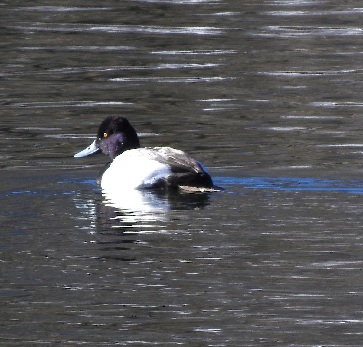 Lesser Scaup - ML615467913