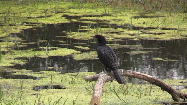 Little Cormorant - ML615467952