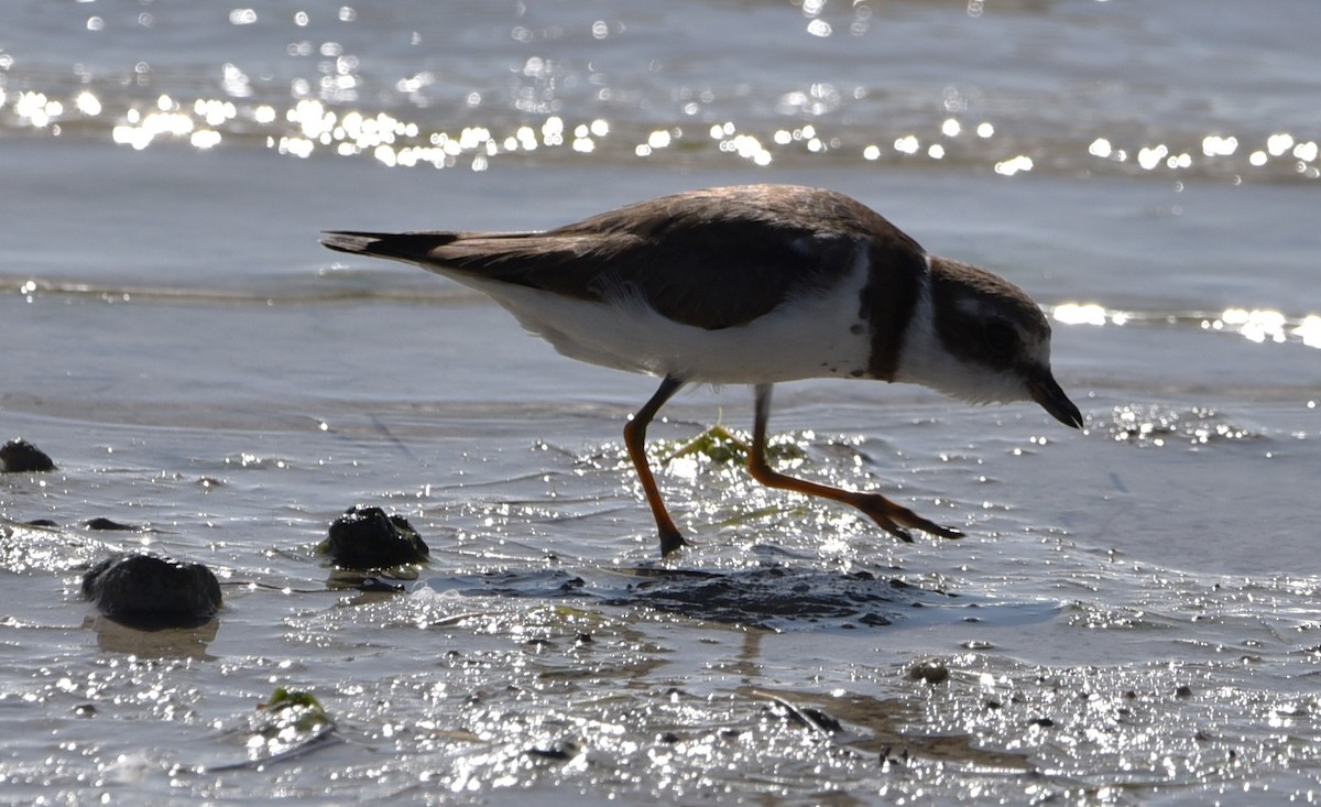 Semipalmated Plover - ML615468007