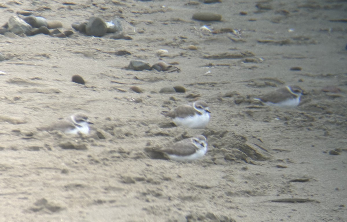 Snowy Plover - ML615468008